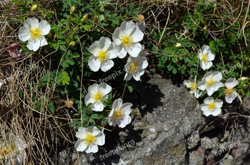 Wild Rose White Bush Rose Blossom Bloom