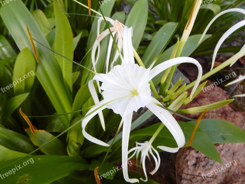 Blossom Bloom White Thailand Close Up