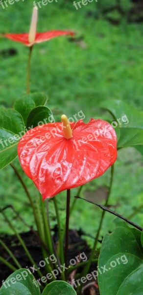 Field Amazon Farm Campestre Jungle