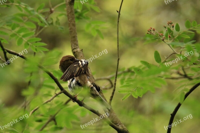 Songbird Bird Clean Hide Branch