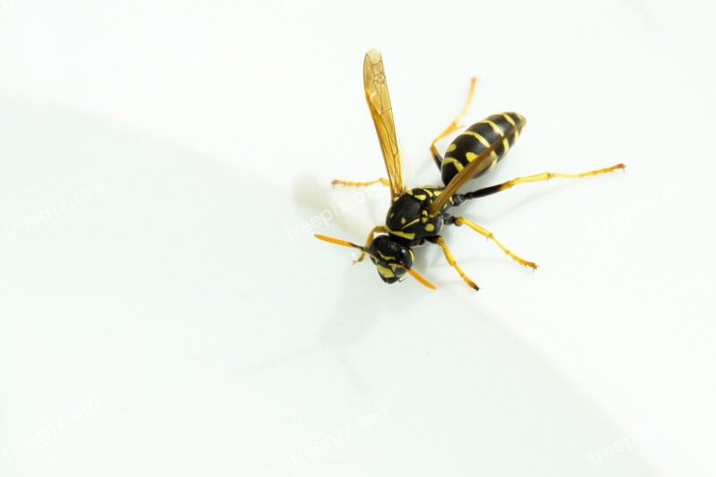 Wasp Water Insect Close Up Peaceful Wasps