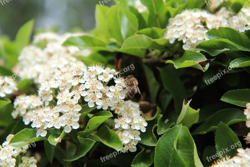 Pyracantha Flowering Insect Bee Flowers Pyracantha