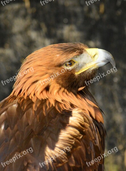 Golden Eagle Raptor Predator Wildlife