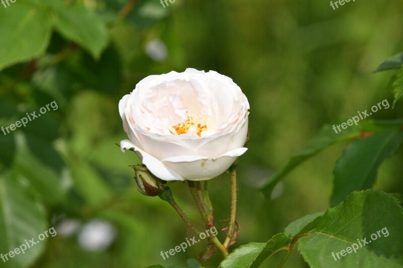 Pink Flower Plant White Rose Rosebush