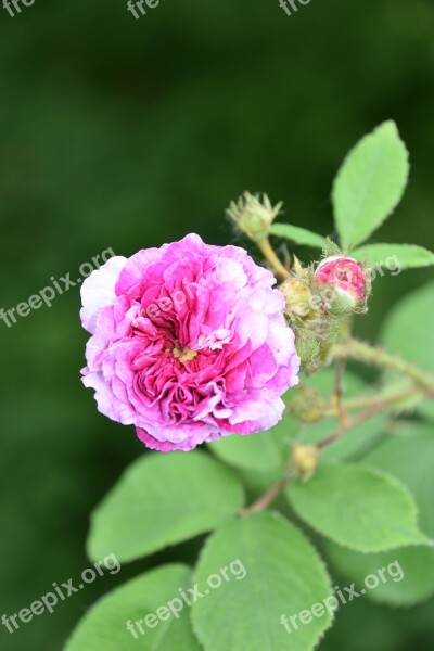 Pink Flower Plant Pink Rose Rosebush