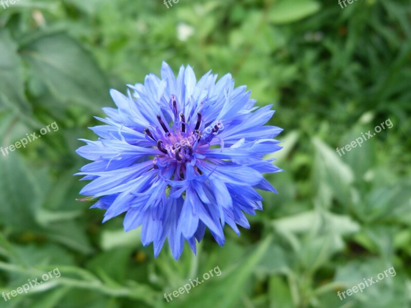 Cornflower Perennial Garden Summer Flower Summer