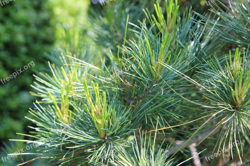 Pine Maritime Pine Pinewood Conifer Free Photos