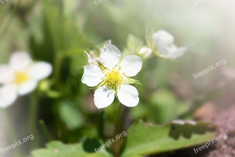 Strawberry Flower Strawberry Blossom Bloom White