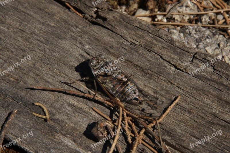 Animal Insect Cicada Provence Free Photos