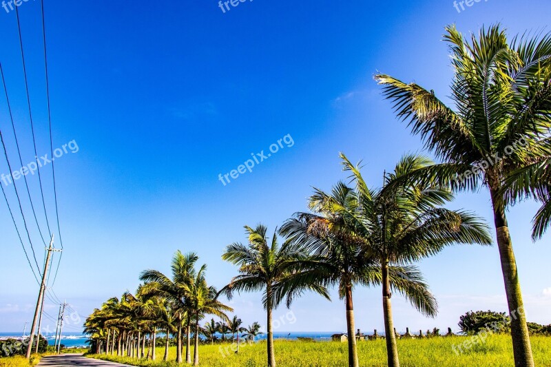 Palm Trees Sky Wood Summer Leaf