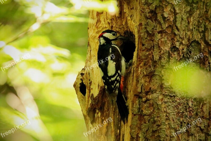 Great Spotted Woodpecker Bird Foraging Log Woodpecker