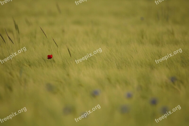 Poppy Lonely Background Idyll Cornfield