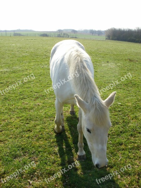 Horse White Horse Animal Nature Equestrian