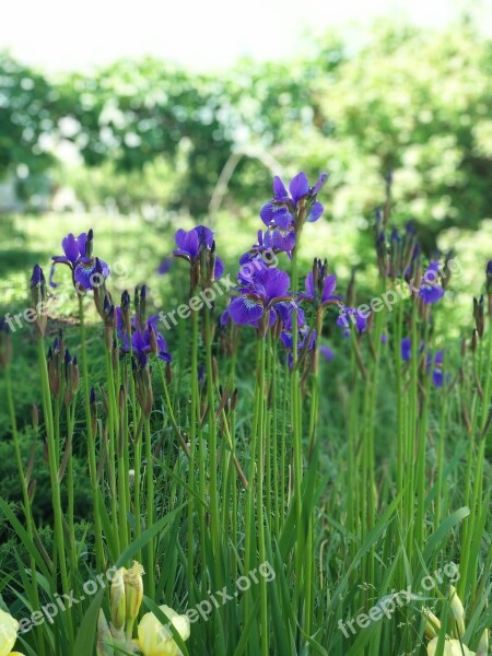 Summer Irises Free Photos