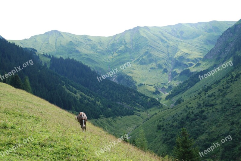 Alm Mountains Nature Meadow Horse