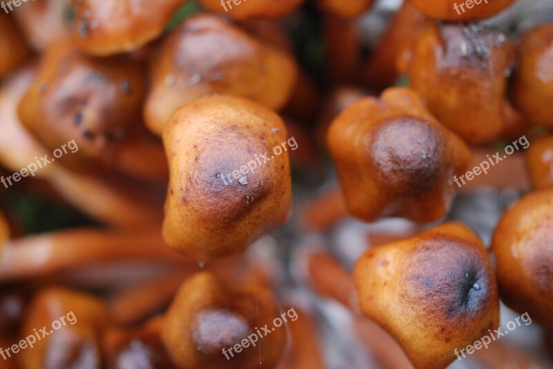 Nature Mushrooms Tree Sponges Autumn Forest