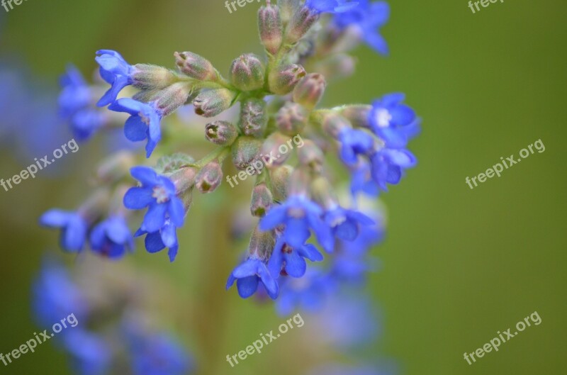 Small Flowers Purple Blue Small Flower Blossom