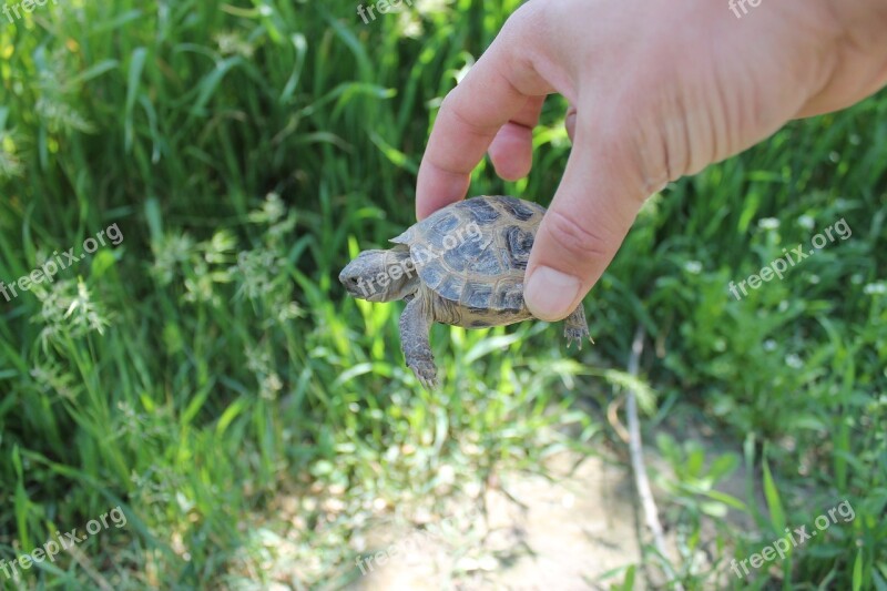 Krupnyj Plan Tortoise Reptiles Zoo Animals