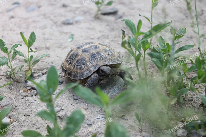 Krupnyj Plan Tortoise Reptiles Zoo Animals