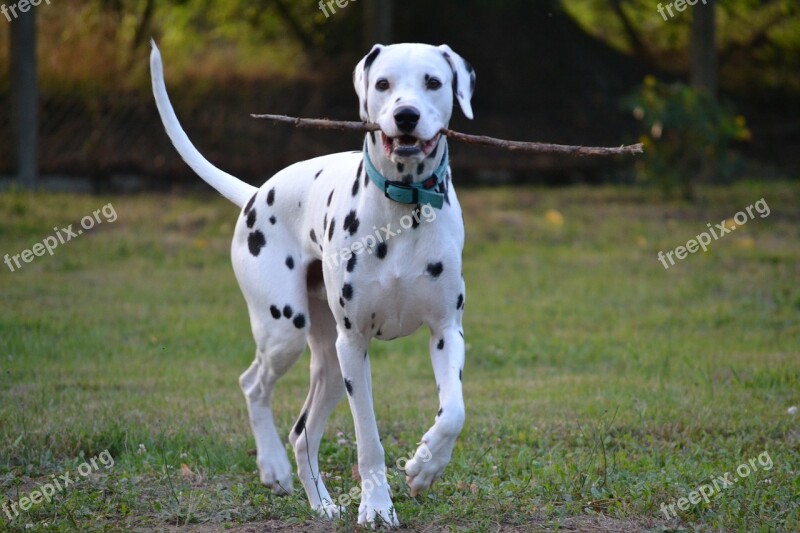 Dog Animals Portrait Animals Dog Portrait Cute