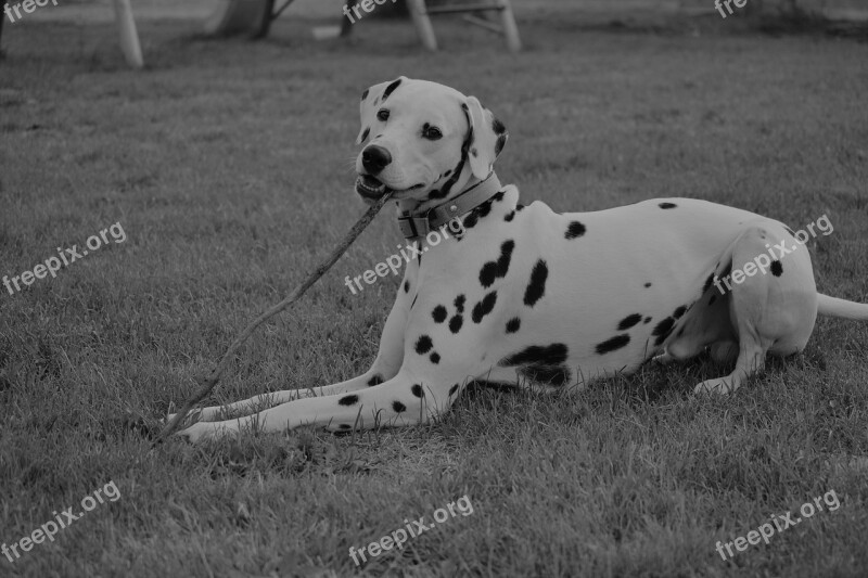 Animals Animal Dog Nature Portrait Of Animals