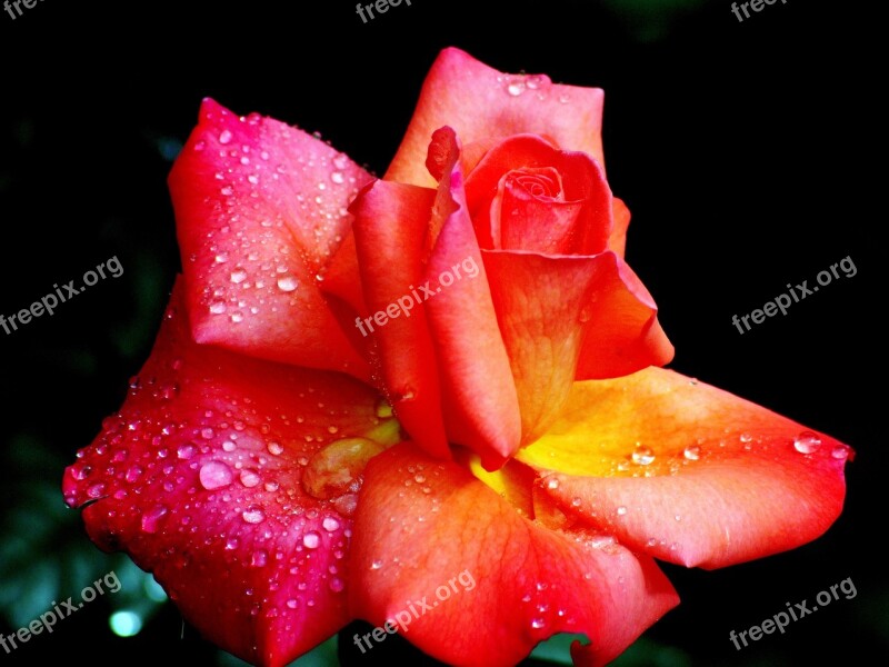 Rose Beauty Love Romantic Flower