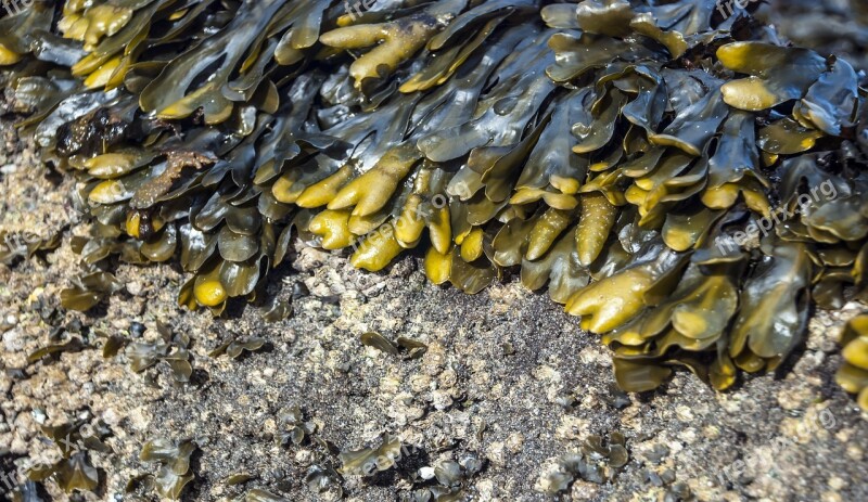 Kelp On The Shore Low Tide Washed Background Tide