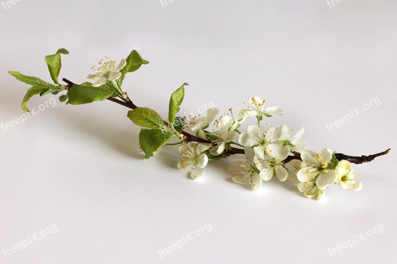 Cherry Flower Flowers White Bright Flower