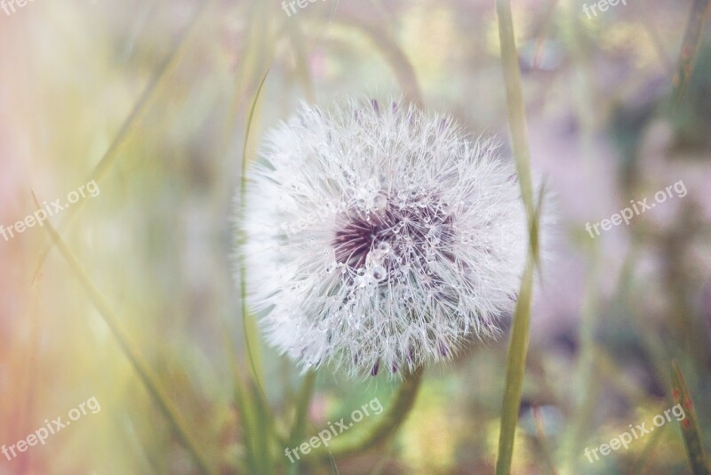 Nature Dandelion Pointed Flower Close Up Flower