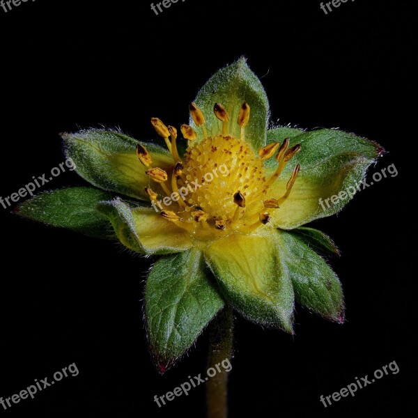 Close Up Macro Macro Photography Plant Flower