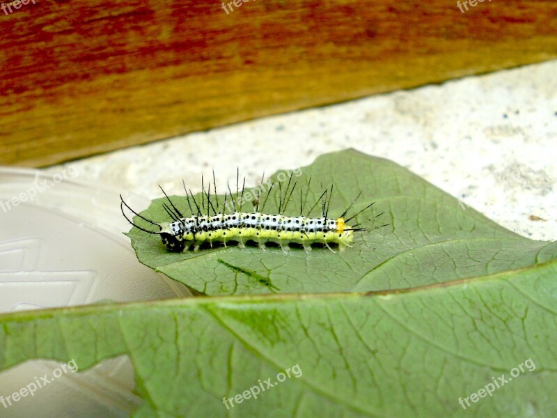 Caterpillar Green Yellow Thorns Leaf