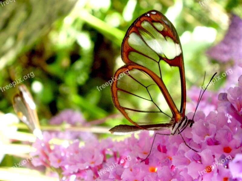 Butterfly Transparent Warm Fauna Nature