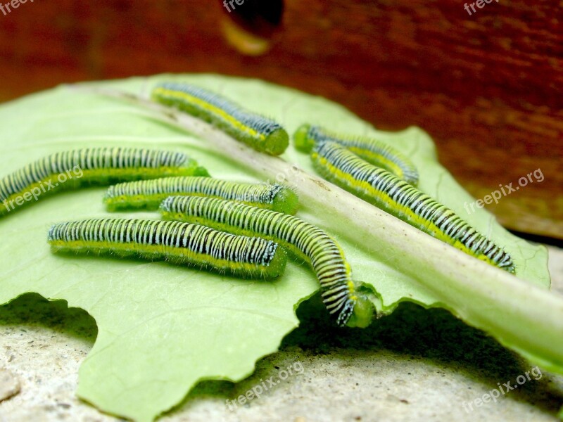 Worms Leaf Green Insect Caterpillar