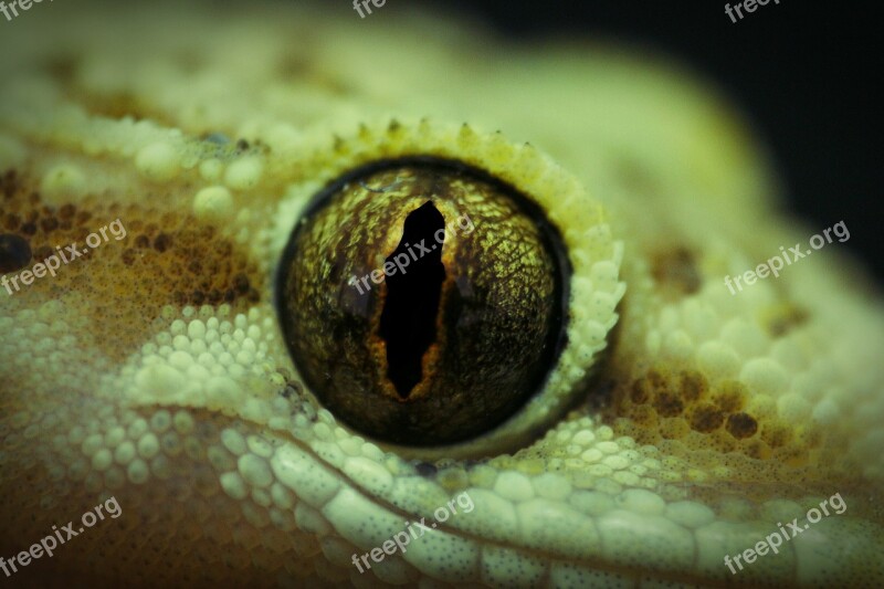 Eye Lizard Angelfish The Universe Cleft