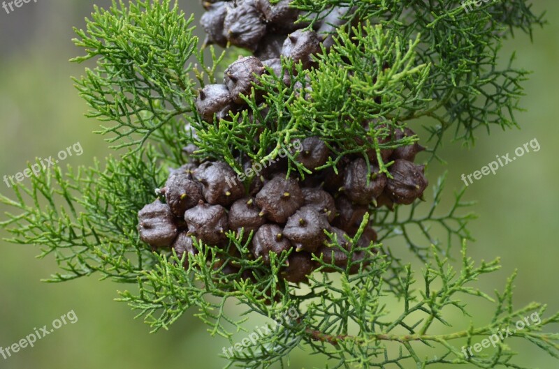 Book Plant Nature Green Moss