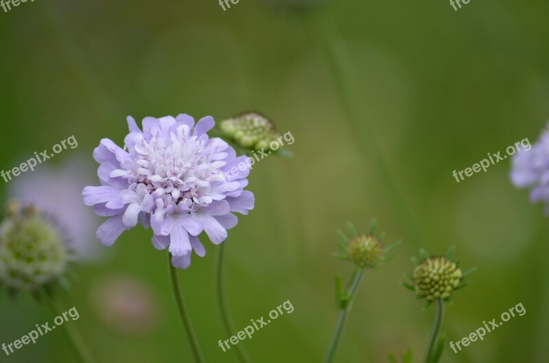 Flower Blossom Bloom Nature Plant