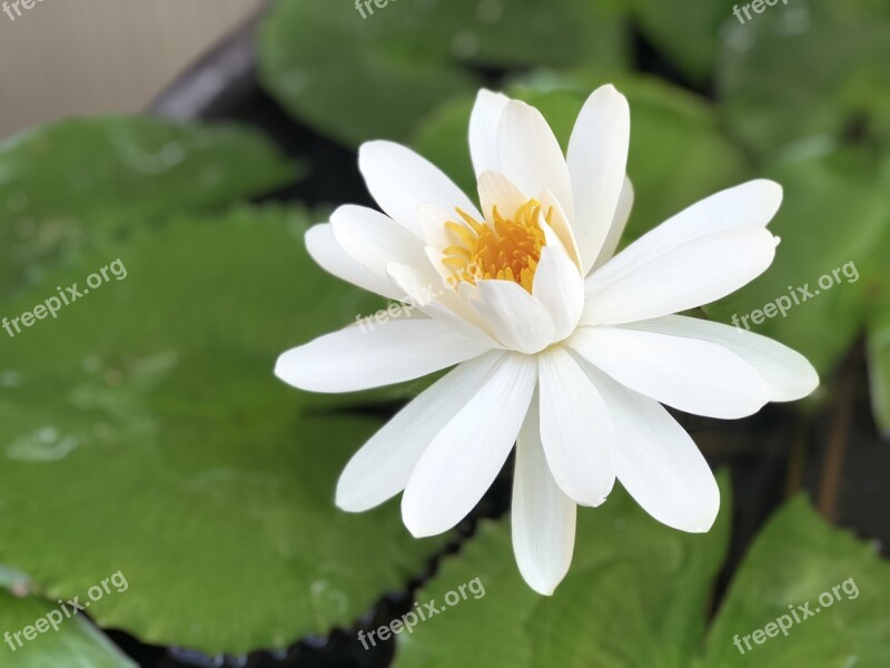 White Lotus Sunshine 潔 Net Free Photos