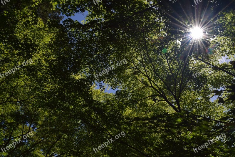 Fresh Green Sunbeams Free Photos