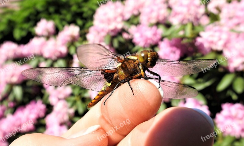 Dragonfly Index Finger Insect Free Photos