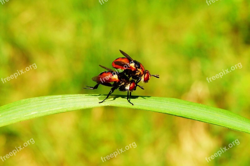 Animals Invertebrates Insects Muchówki Nature