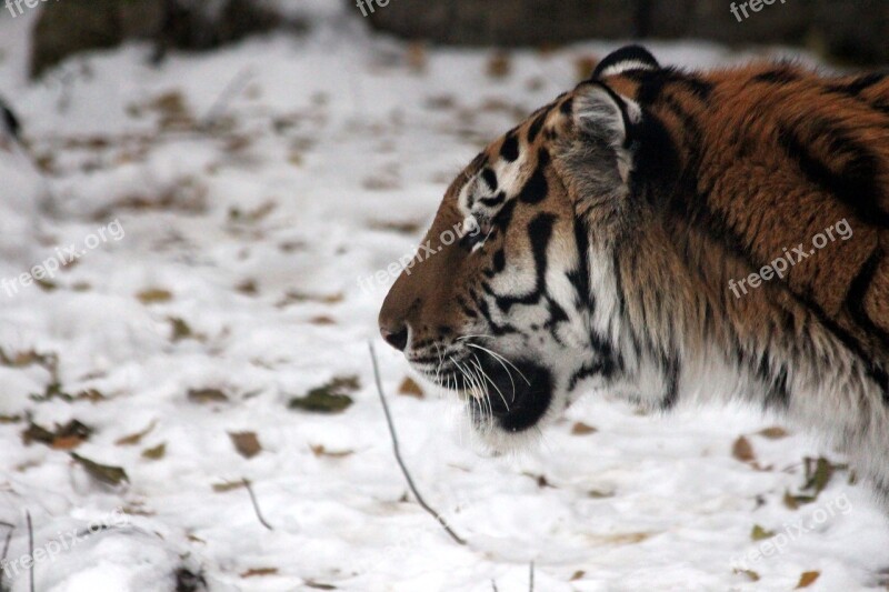 Tiger Amur Tiger Ussurian Tiger Panthera Tigris Altaica Wild Cat