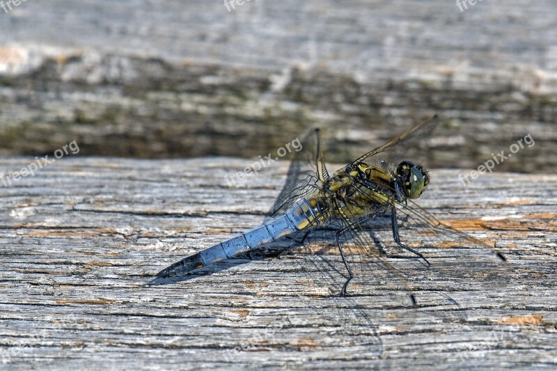 Great Blaupfeil Sailing Dragonfly Dragonfly Close Up Free Photos