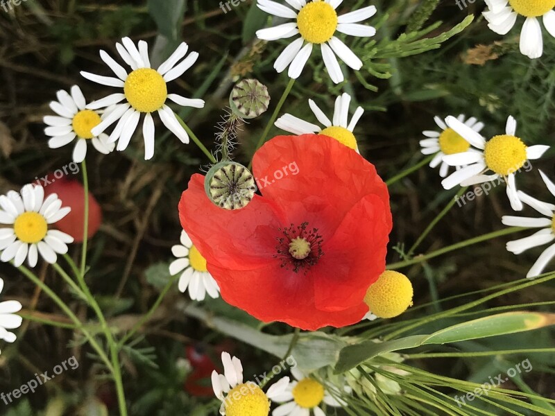 Klatschmohn Poppy Capsule Field Chamomile Poppy