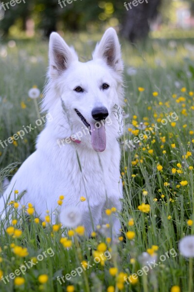 Summer Dog White Grass Pet