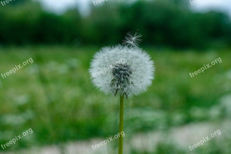 Dandelion Blur Flower Spring Nature