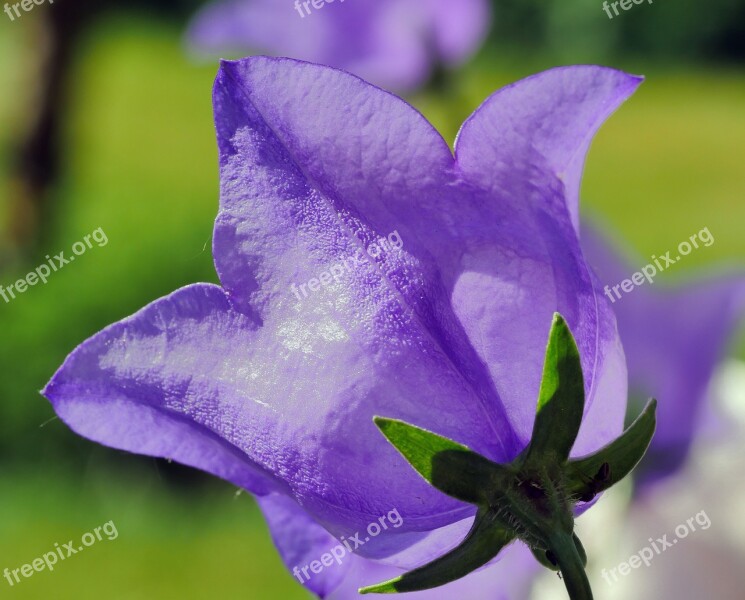 Bellflower Cup Petals Five-leaved Early Summer