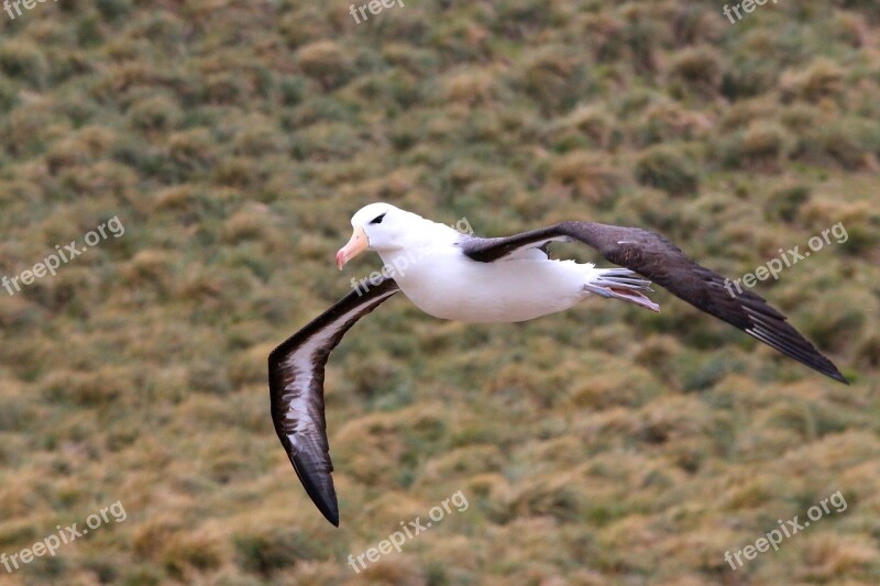 Antarctica Birds Free Photos