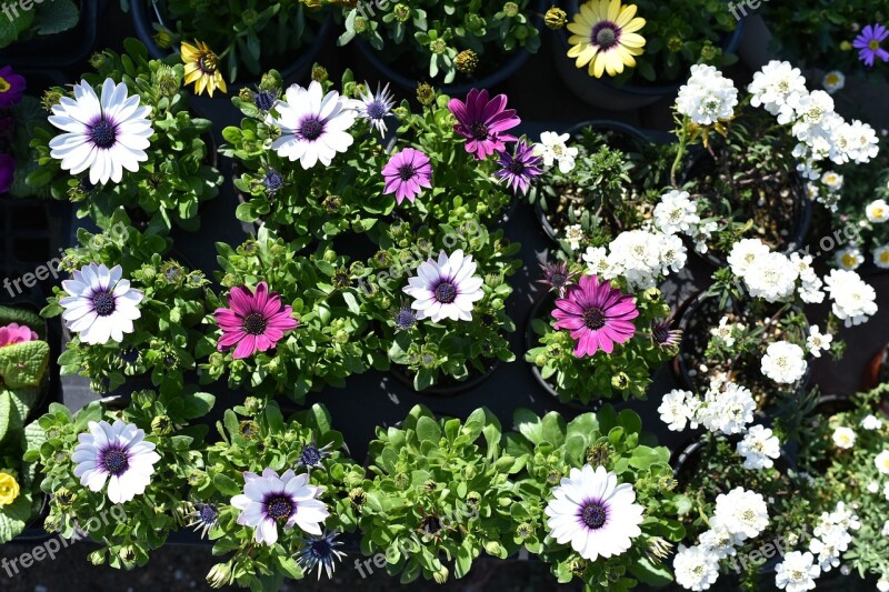 Chrysanthemum Kogiku Flowers Autumn Small Yellow Flowers