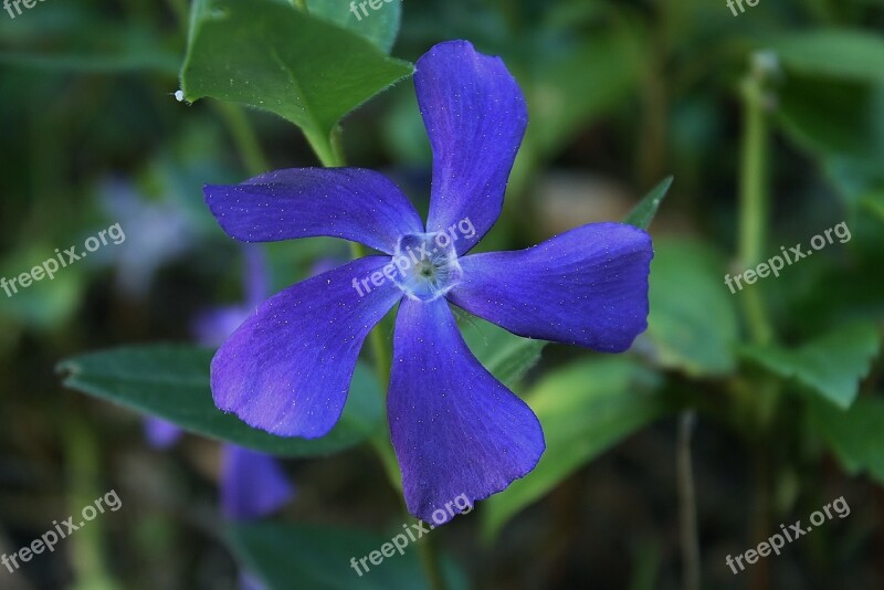 Evergreen Vinca Major Vinca Ground Cover Flower