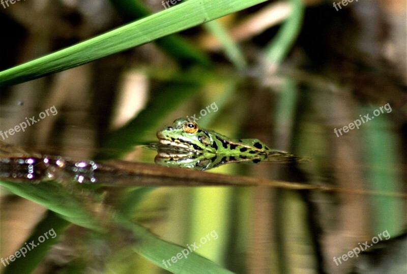 Rana Pond Free Photos